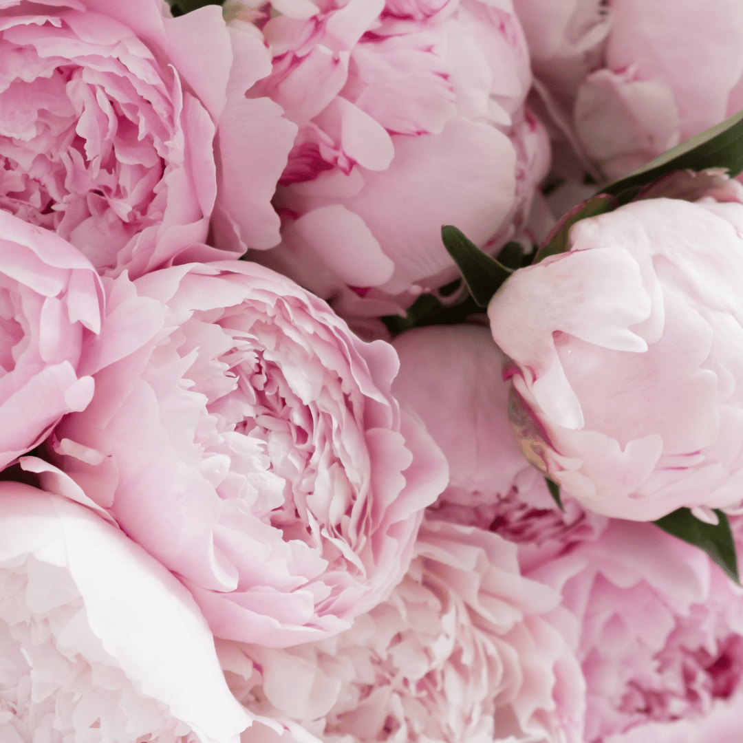 Pivoine