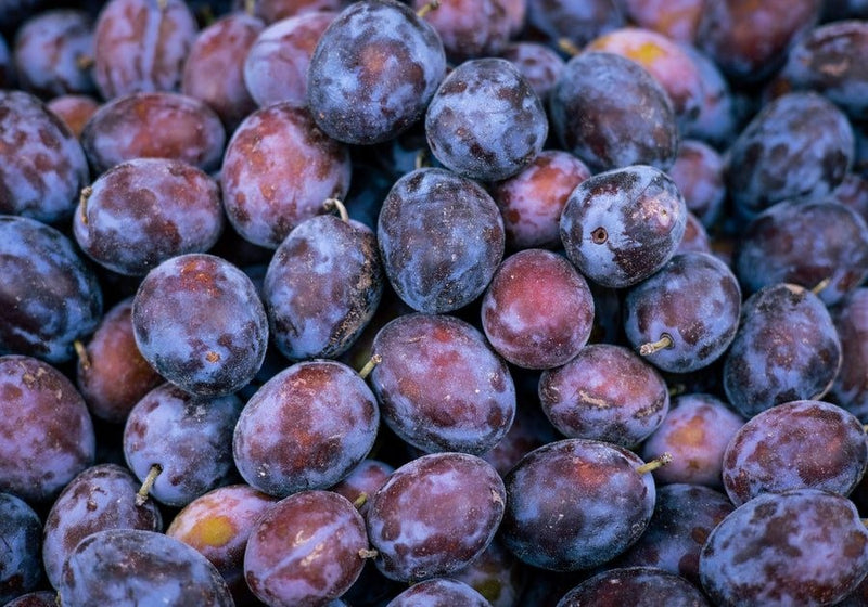 Prunes bio du Lot-et-Garonne