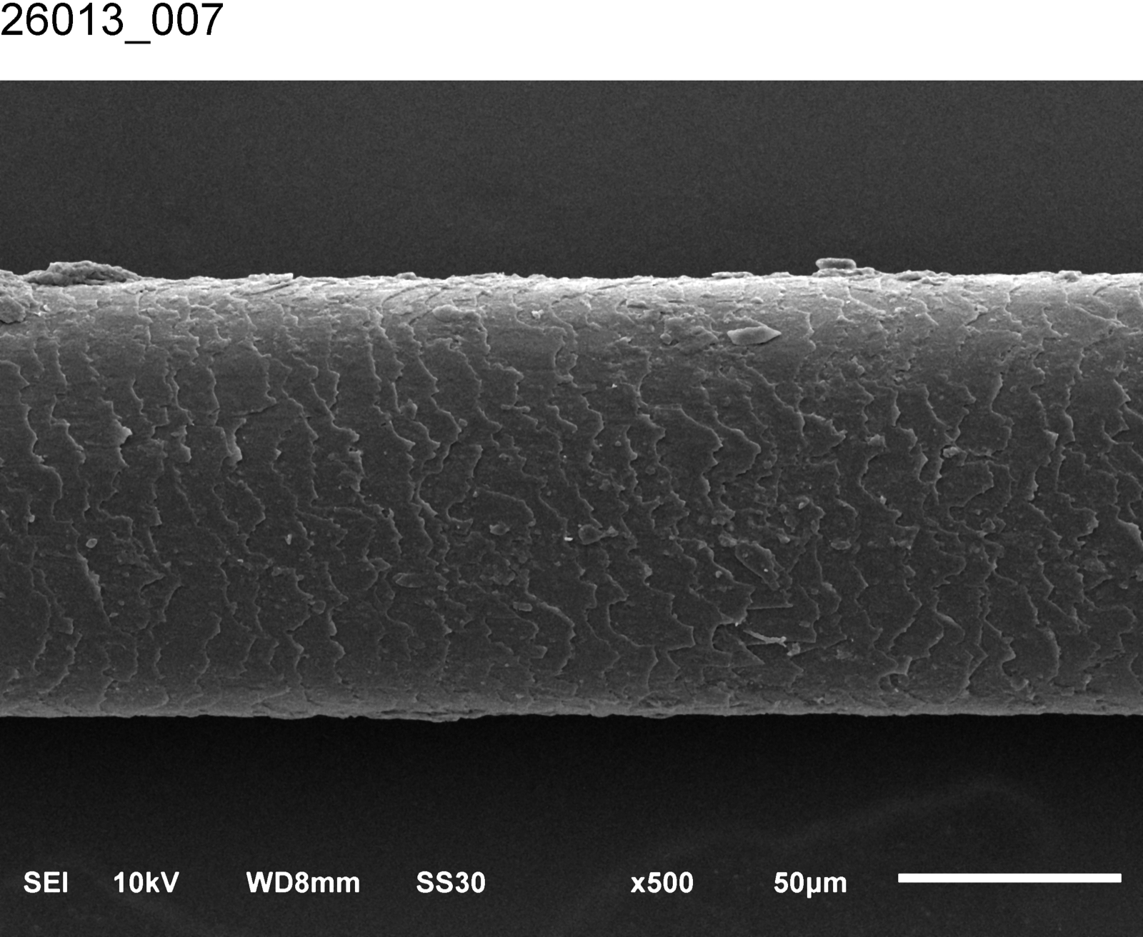 Cheveu après un seul lavage avec Silicone Détox, microscope électronique à balayage