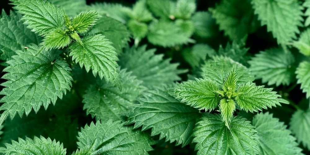 Ortie bio de la Côte d'Or, plante en pleine nature